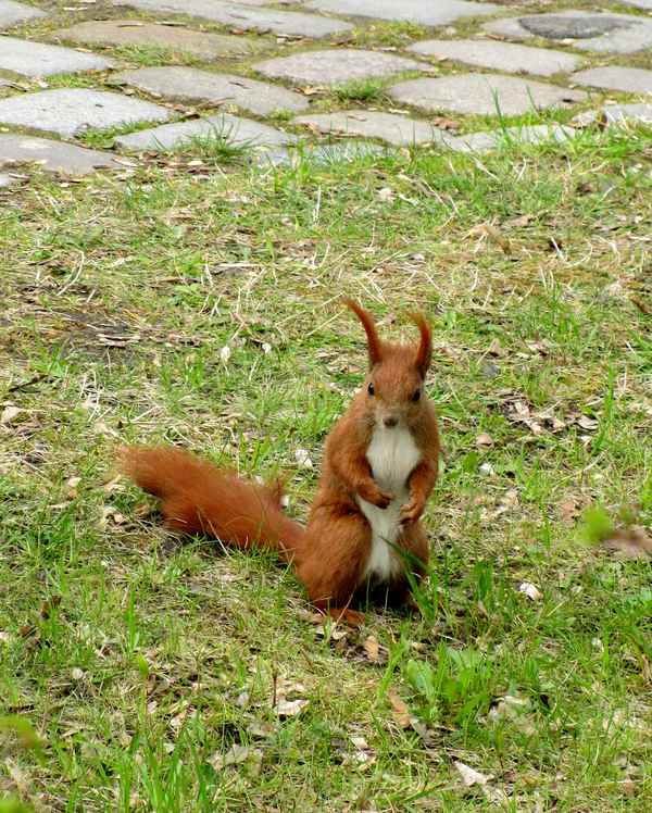 Mach schnell - keine Zeit!
