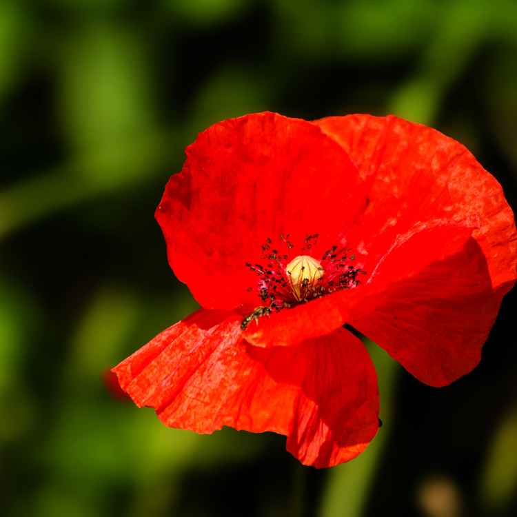 Klatschmohn