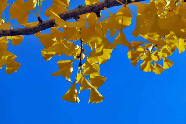 Herbstgold III