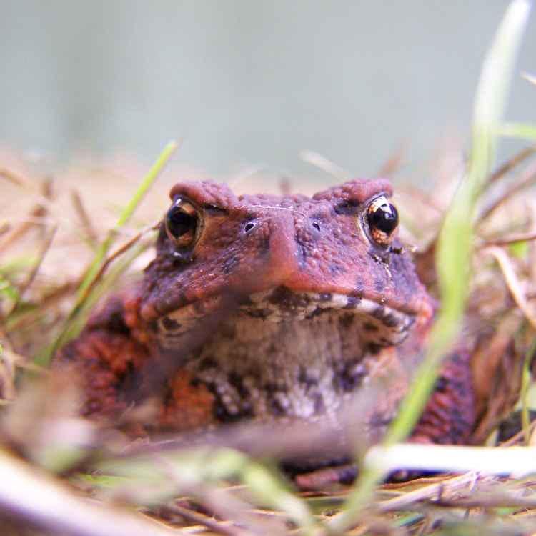 Erdkröte