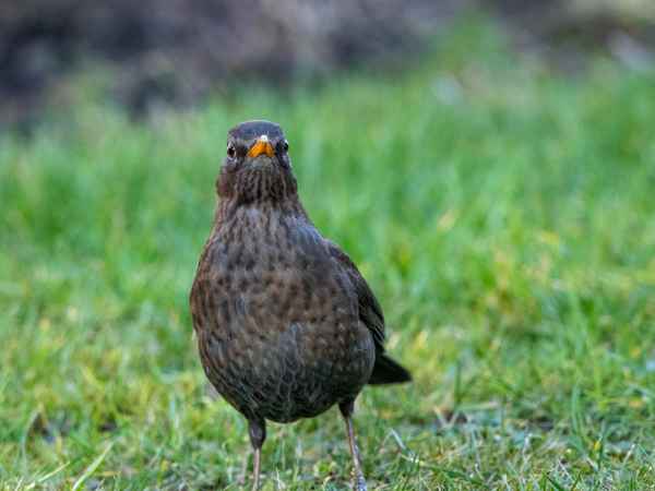 Scharfer Blick