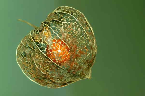 Lampionblume - abgeblüht_1