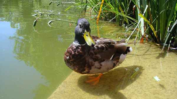 Kommst du schwimmen......