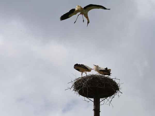 ungebetene besucherin
