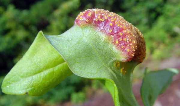 Nennt man dies Blattzunge?