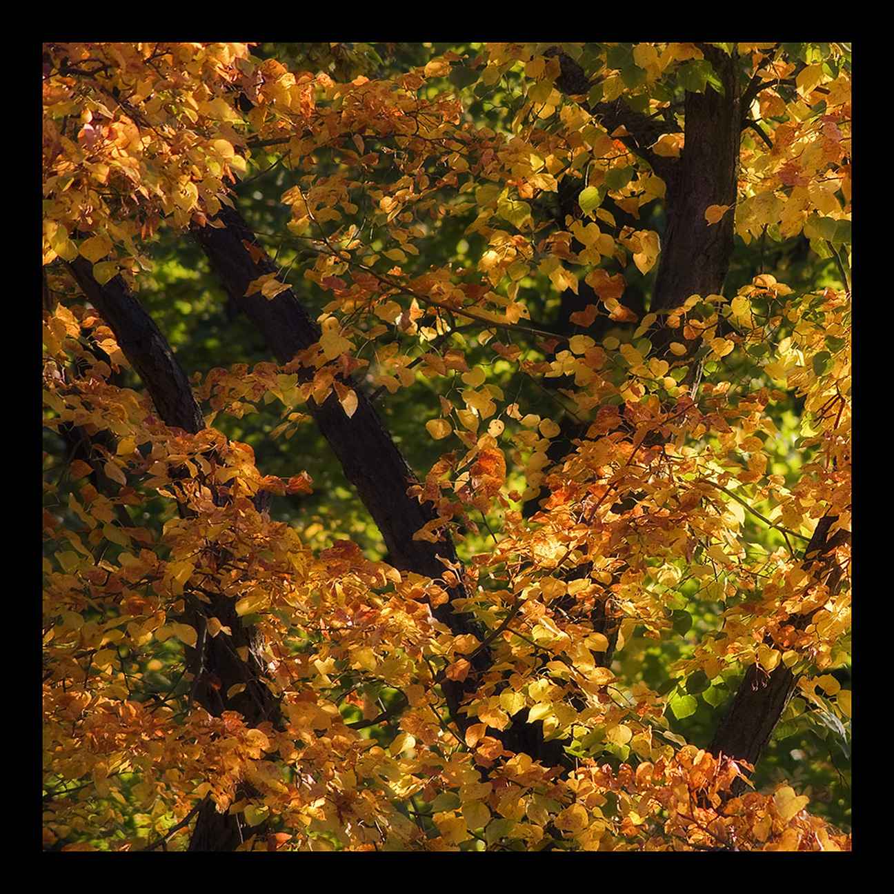  Herbstgruß