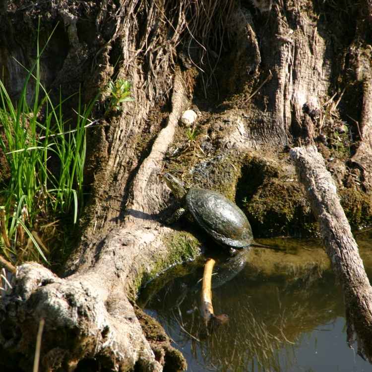 Wasserschildkroete