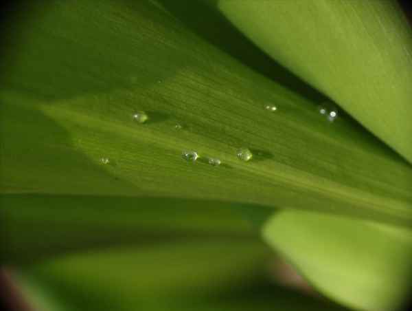 The Green View