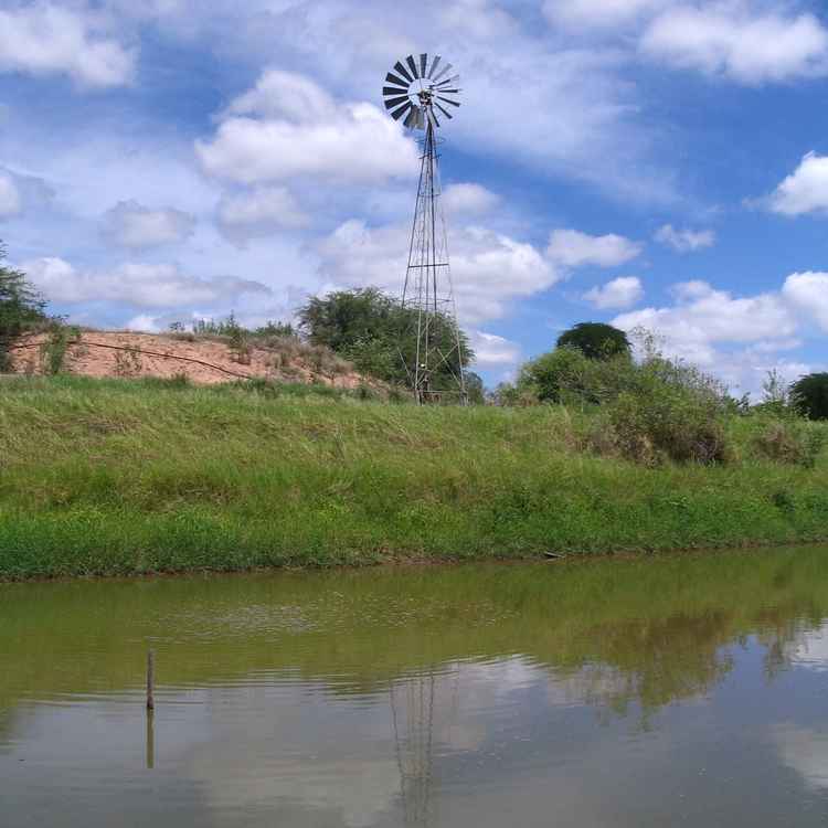 Windrose