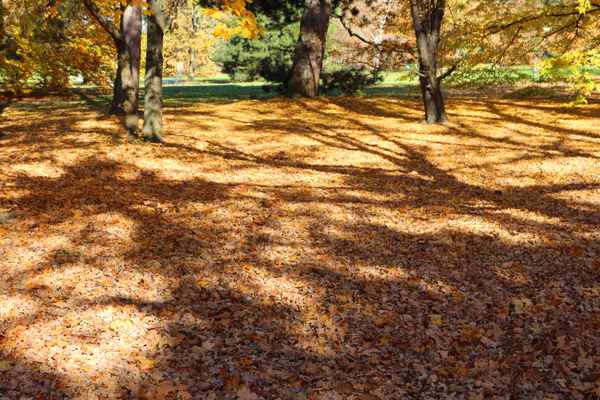 Herbst.Teppich