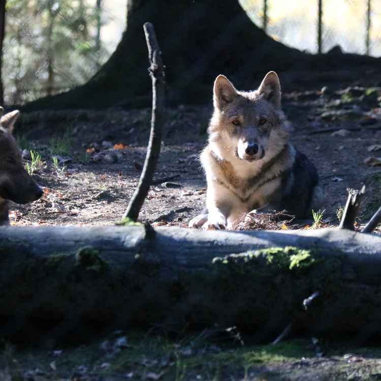 Der Einsame Wolf
