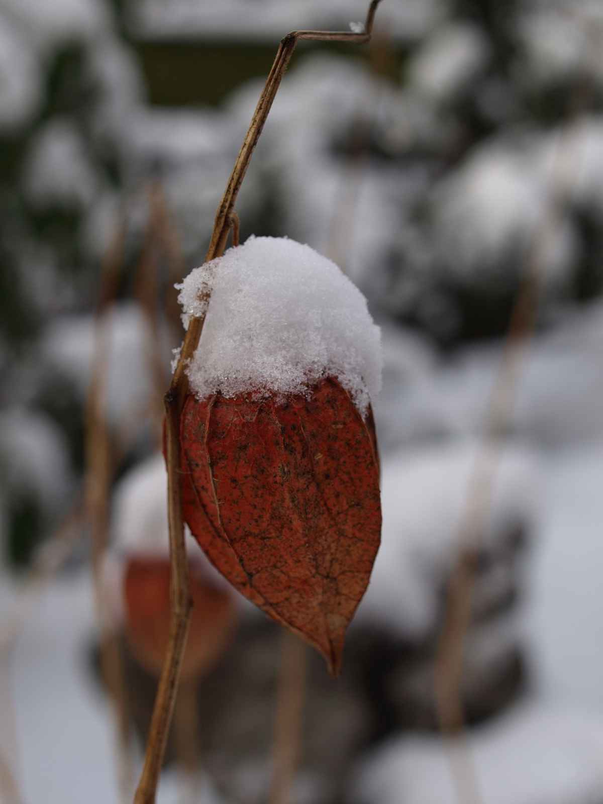 Mir unbekannte Frucht im Winter