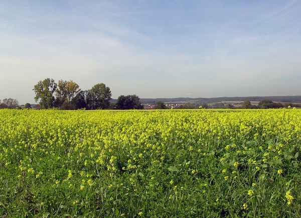 Senf im Oktober