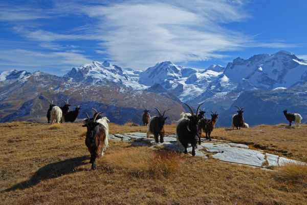 Monte Rosa, Lyskamm, Breithorn