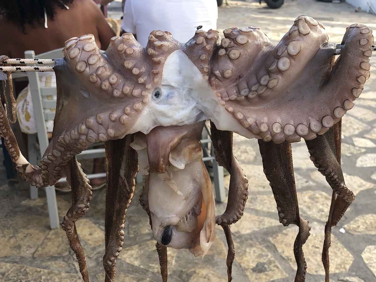 Octopus