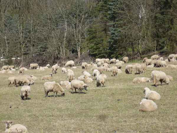 Schafe im Sauerland