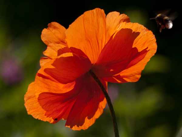 jetzt swingt der mohn ...