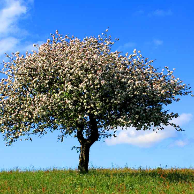 BLÜTEN AM ALTEN APFELBAUM