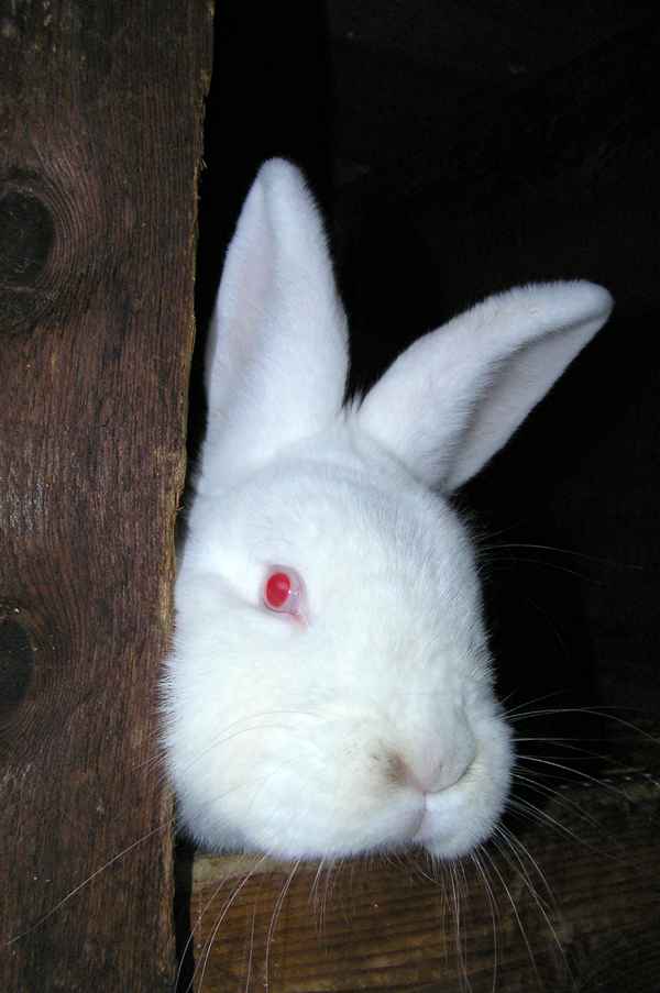 Ist denn schon Ostern ?