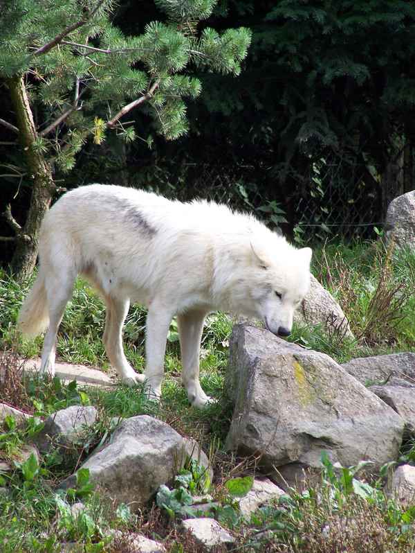 Weißer Wolf