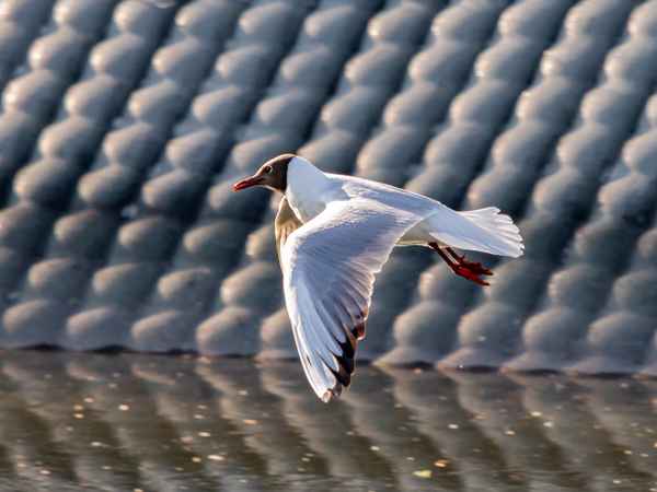 Der Abendsonne entgegen ...