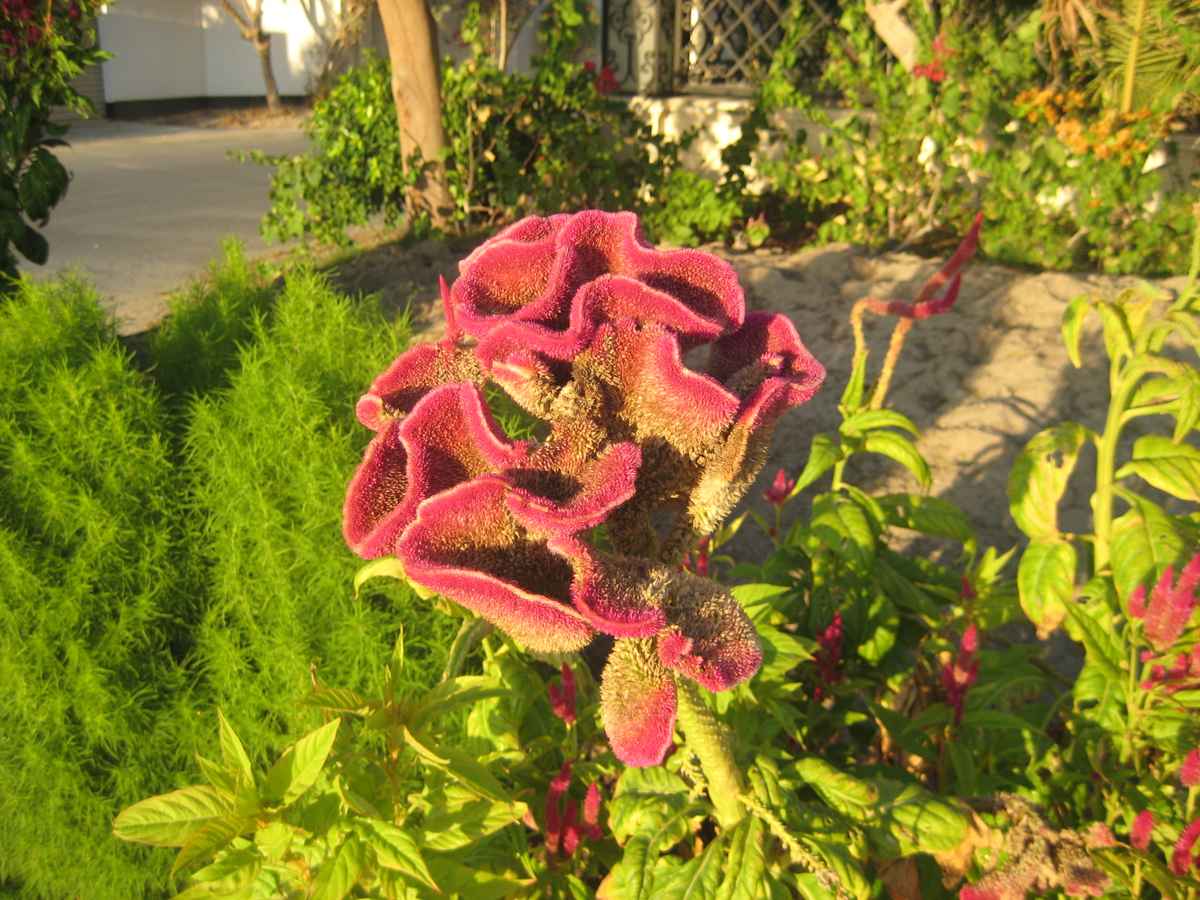 Orientalische Blume
