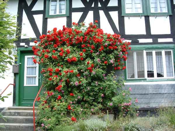 Kletterrose schmückt Eingang