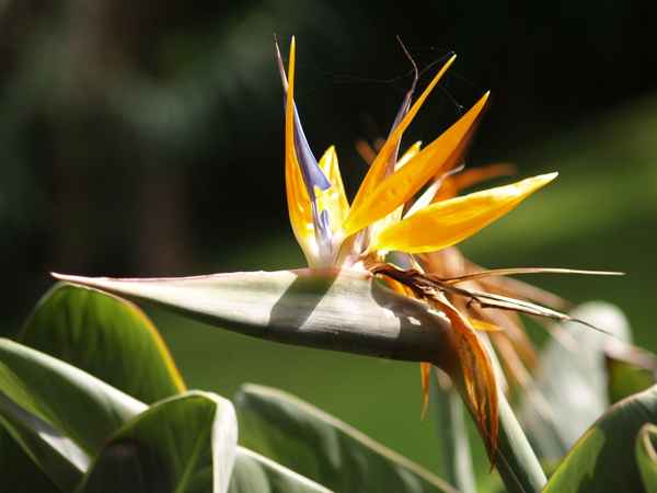 Strelizie (Paradiesvogelblume)