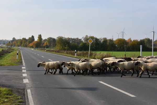 schönheit hat vorfahrt