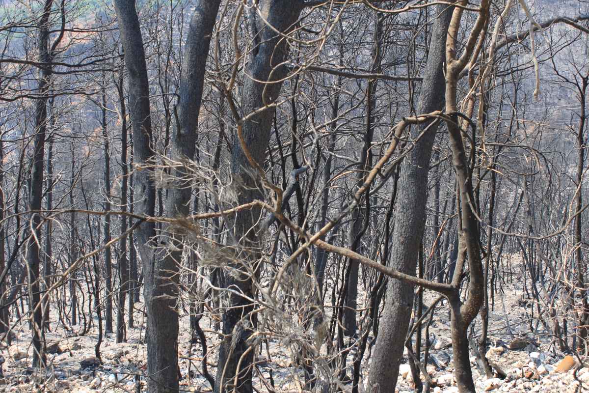 Waldbrand