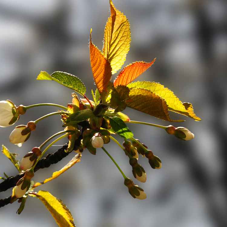 Frühling