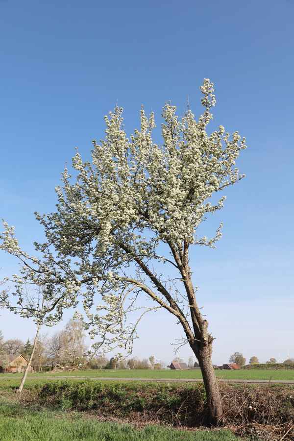 birnbaumblüte in schieflage