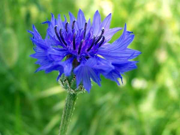 Kornblume 5