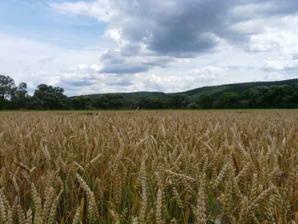 Kornfeld - 1