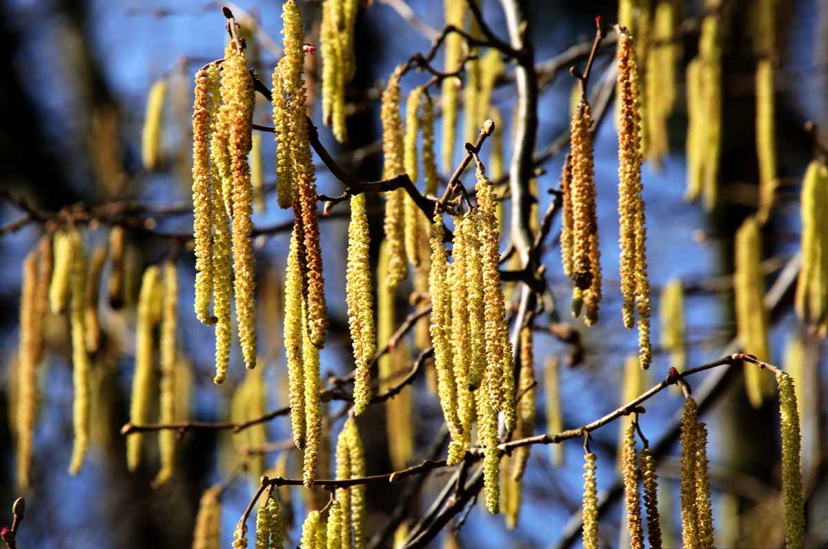 Goldener Vorhang