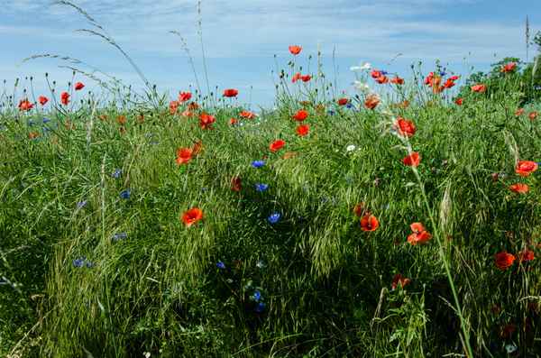 Bunte Farben am Feldrain