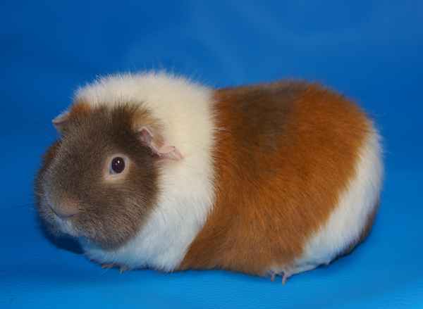 US Teddy slateblue-gold-weiß
