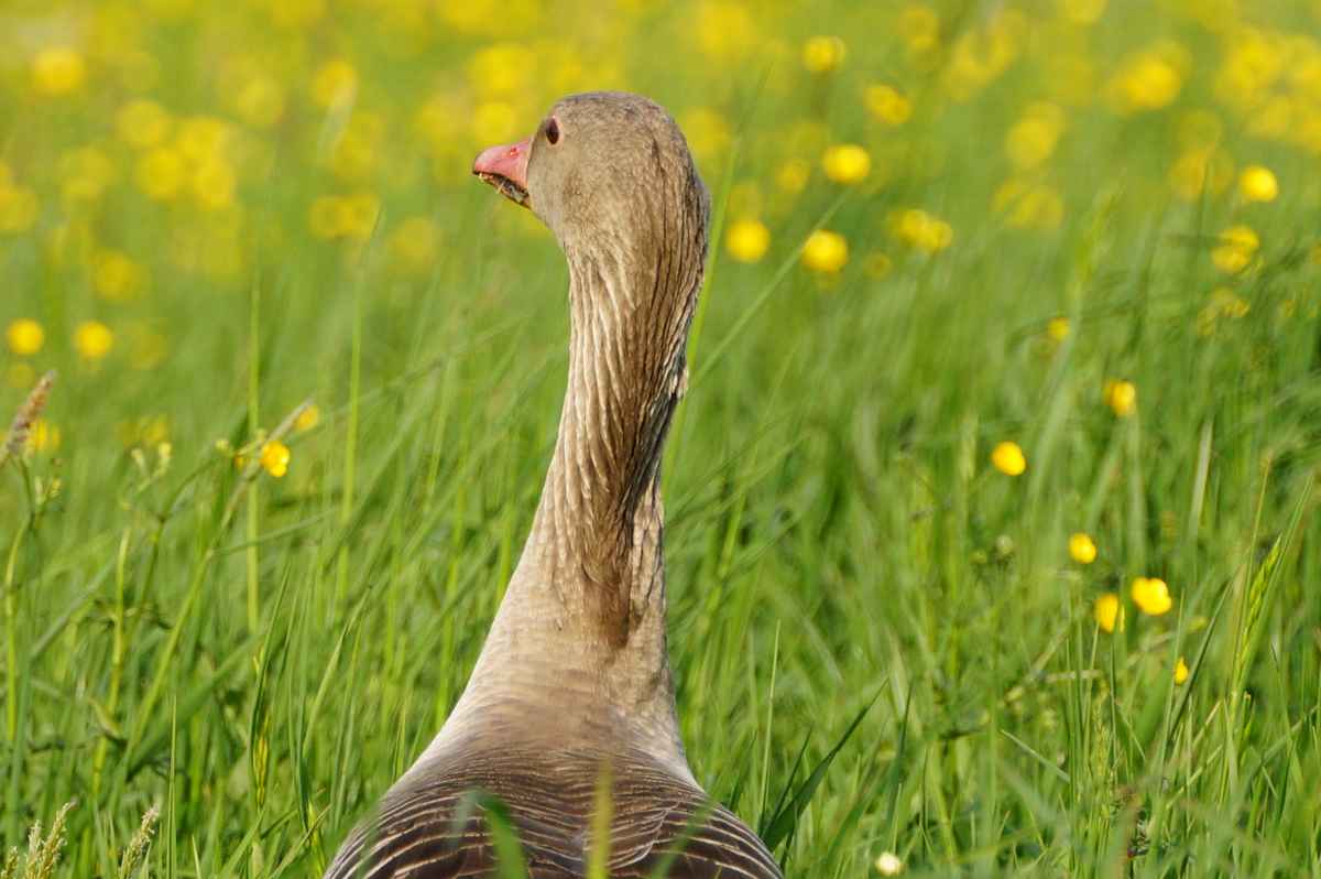 Graugans in der Blüte