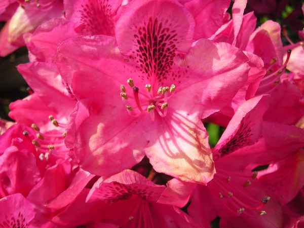 Rhododendronblüte
