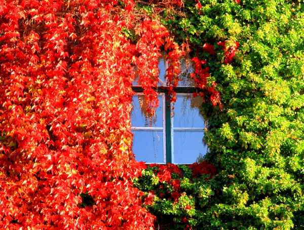 LEUCHTENDER HERBST II