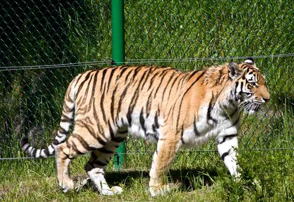 Sibirischer Tiger