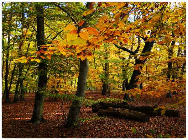  Herbstwald und Sonne