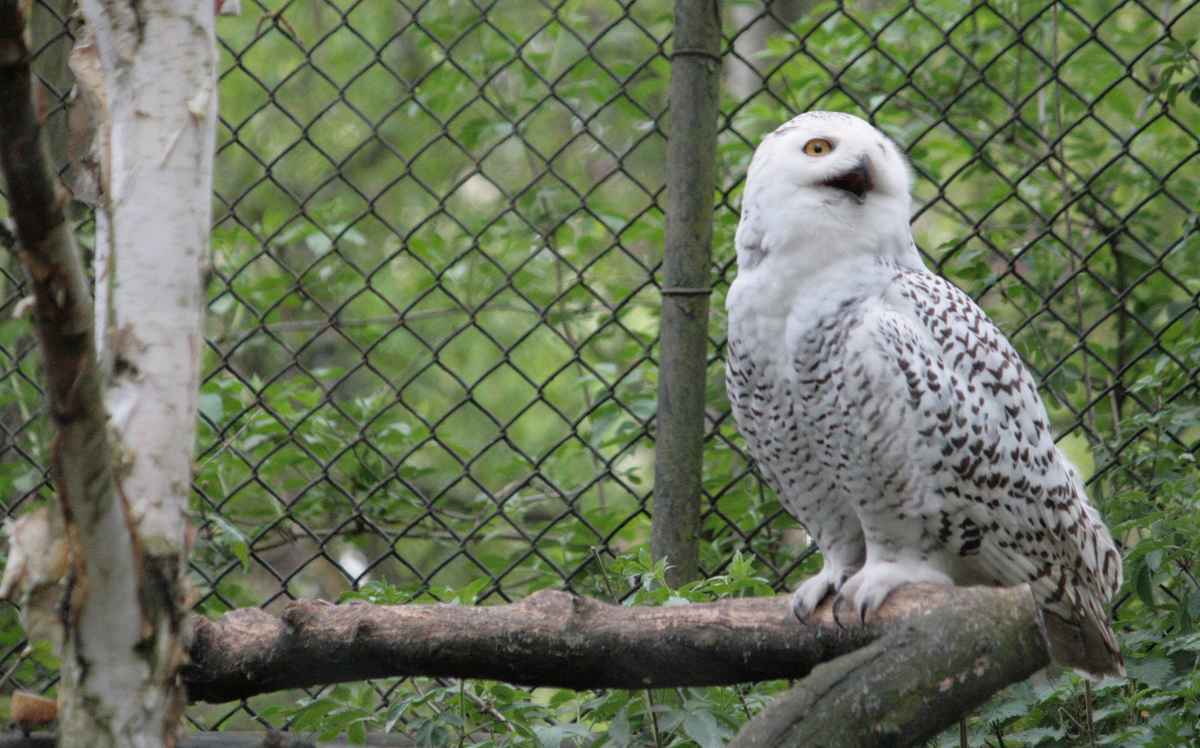 Harrys Hedwig