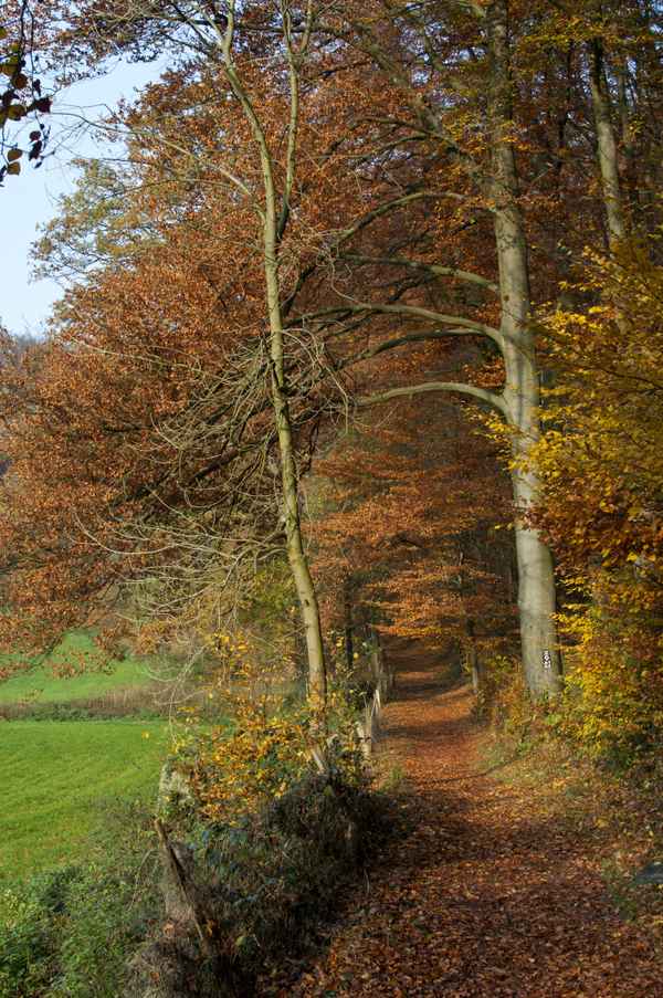 Wanderweg im Neandertal