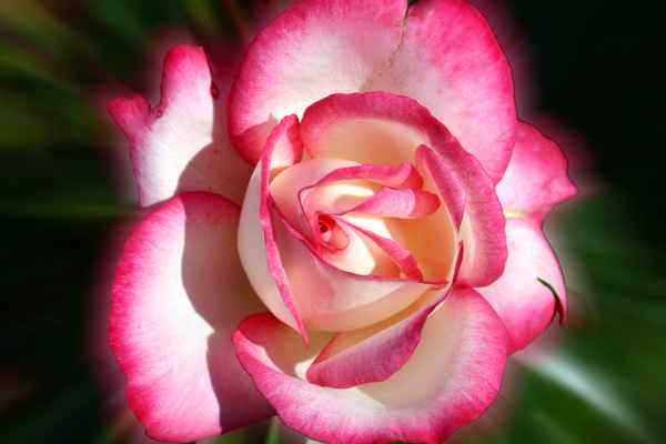 Rose rot-weiß.