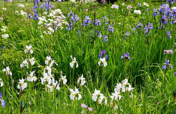 Weiß-blaues Lilien.Meer