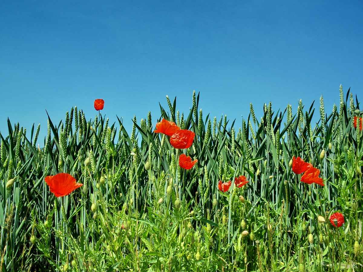 Mohnblüte am Weizenfeld