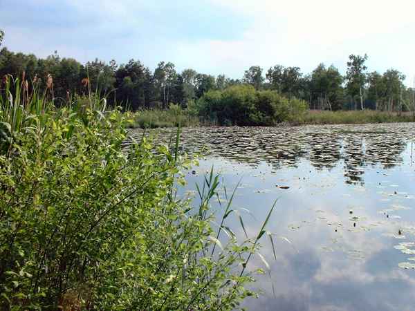 Natursee