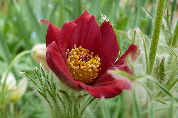 Küchenschelle (Pulsatilla vulgaris)2