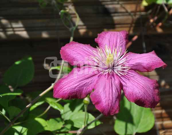 pinkfarbene Clematis